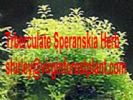 Trberculate Speranskia Herb (Shirley At Virginforestplant Dot Com)